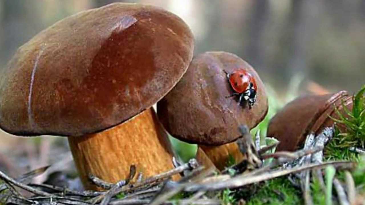 Достоинства и недостатки заячьего гриба