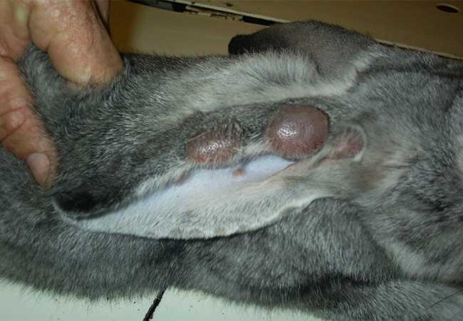 Геморрагическая болезнь кроликов: симптомы, лечение, фото