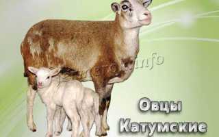 Катумские овцы: характеристика породы, особенности содержания мясных баранов и овец, отзывы владельцев