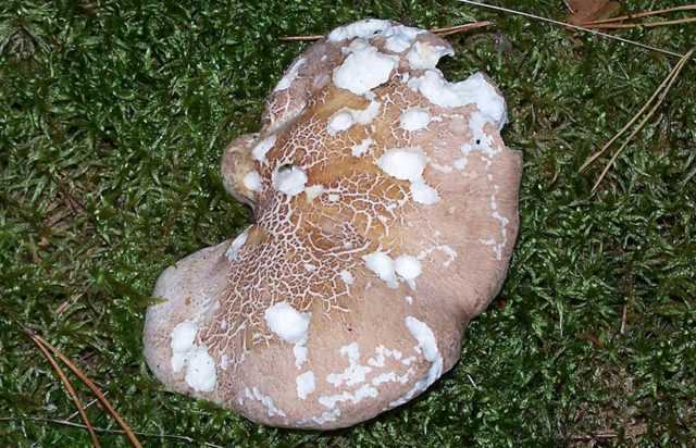 Альбатреллус тянь-шаньский – гриб из красной книги