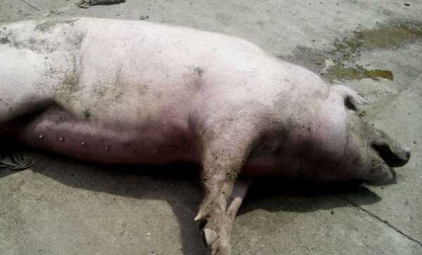 Классическая чума свиней – аграрий