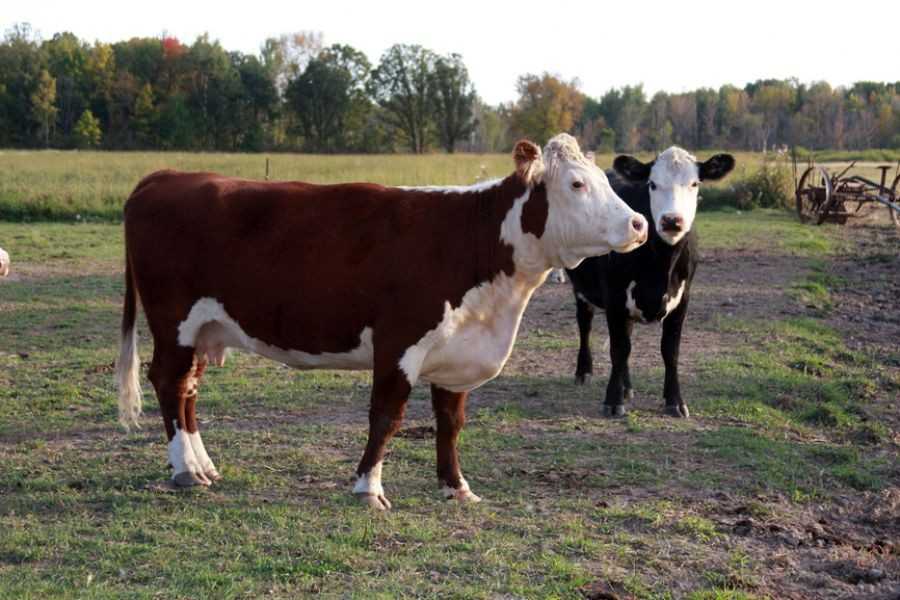 Содержание коров породы герефорд и их характеристики