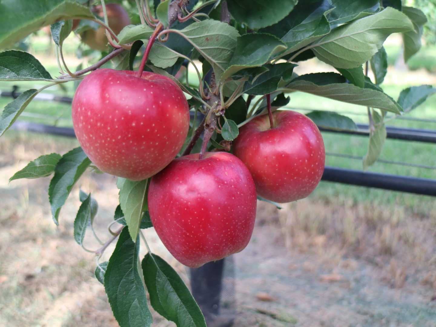Яблоня «старкримсон делишес»: описание сорта, посадка и уход, фото