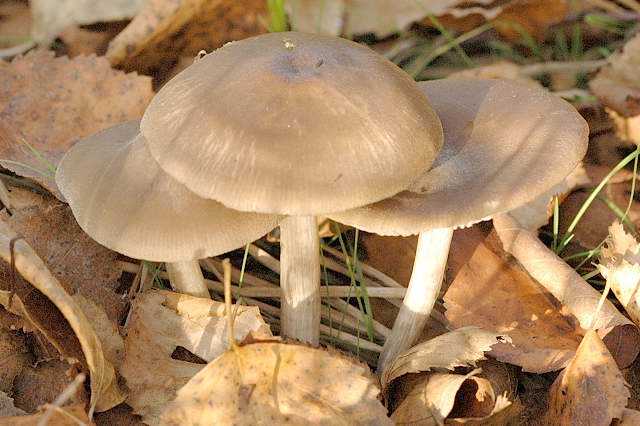 Плютей чешуйчатый, плютей лепиотоподобный, чешуйчаткоподобный: описание внешнего вида, в каких местах произрастает. Можно есть грибы или нет, двойники и их основные отличия.