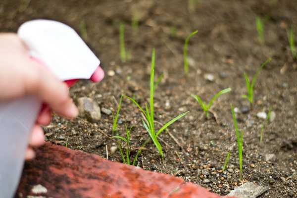 Как легко избавиться от сорняков и травы навсегда народными средствами
