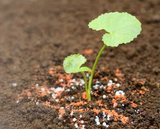 Как ежегодно получать урожай сливы: секреты весенней и осенней подкормок