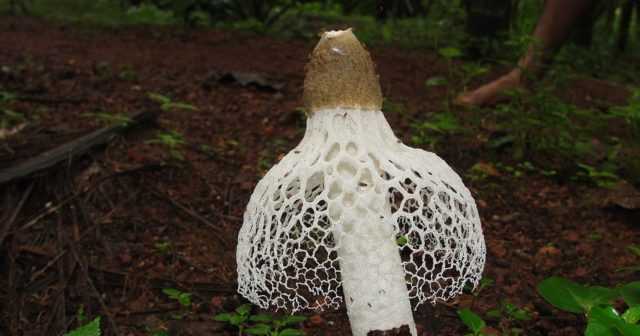 Сетконоска сдвоенная – лечебный гриб