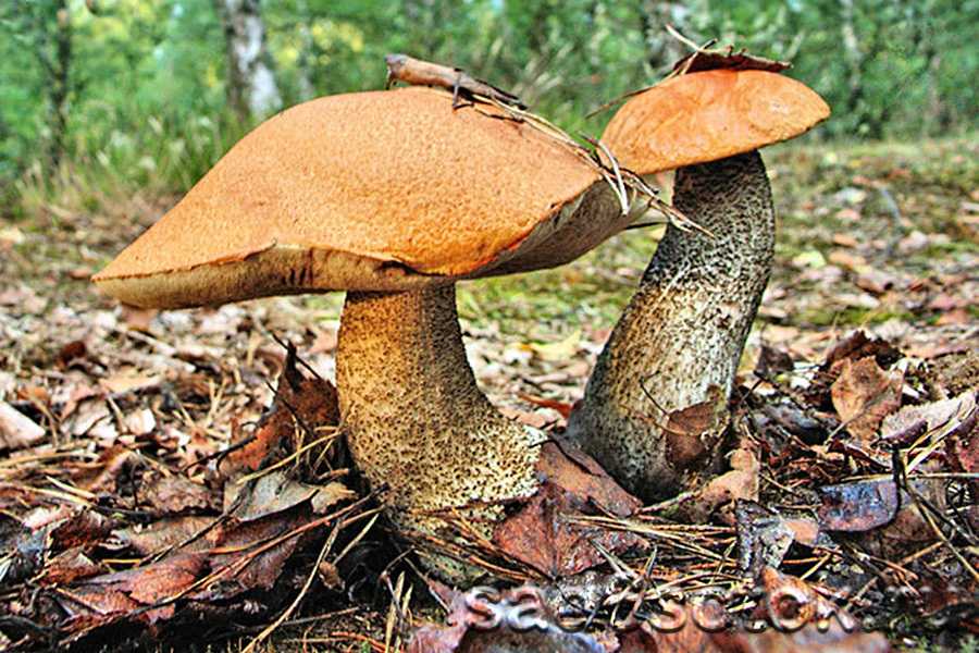 В чем особенность гриба краснушка? раскрываем все секреты готовки