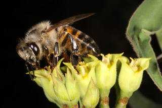 Летающая угрозы: насколько опасна африканизированная пчела?