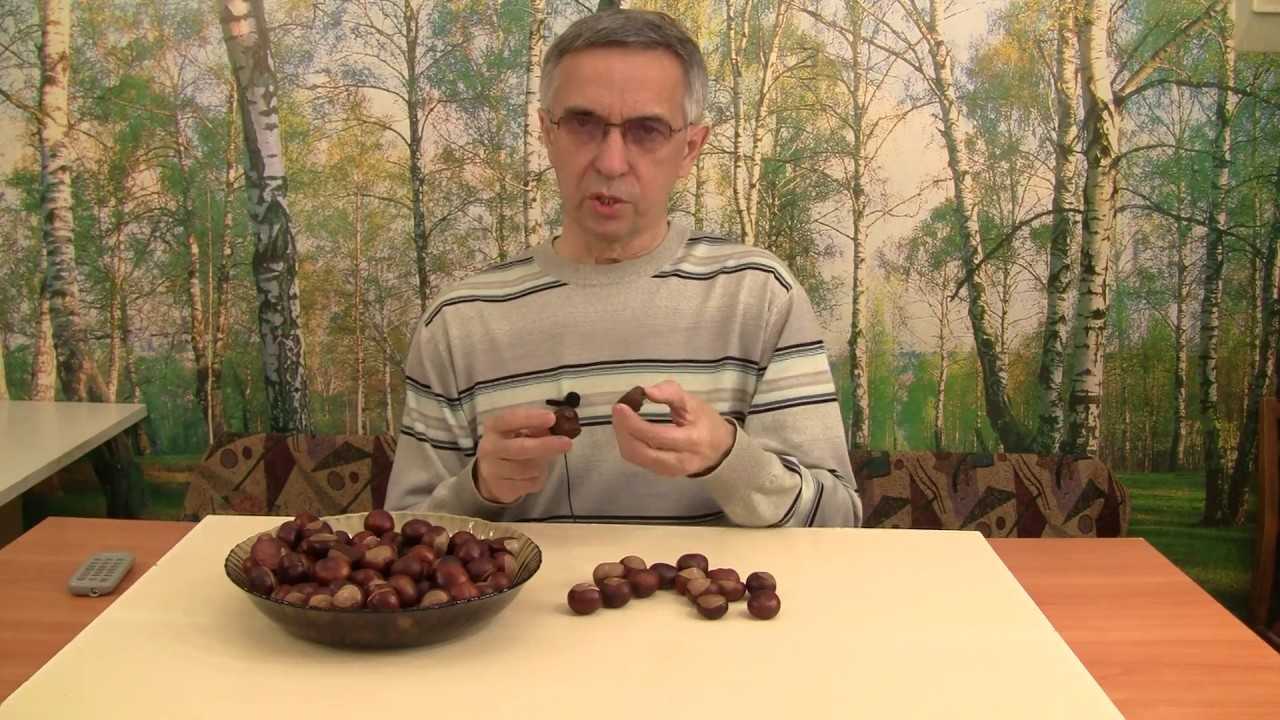 Как вырастить каштан из ореха: правила посадки и ухода - sadovnikam.ru