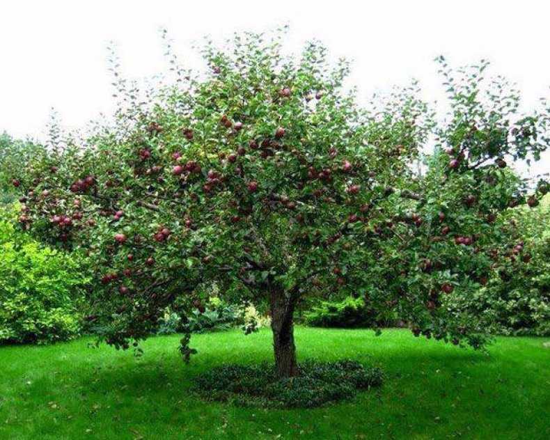 Описание яблони сорта «звёздочка»: характеристики, фото, отзывы садоводов