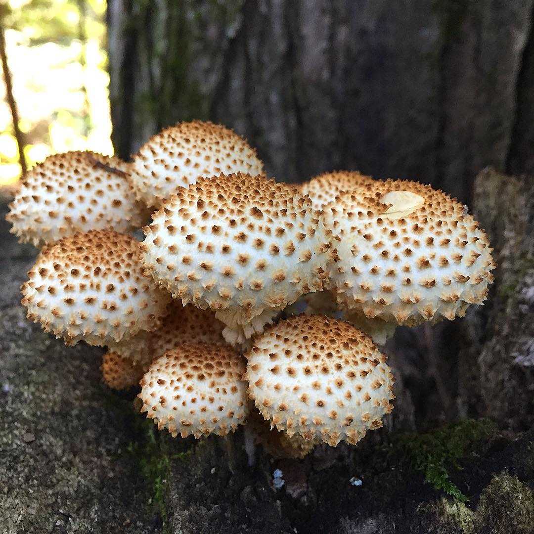 Чешуйчатка чешуйчатовидная (pholiota squarrosoides) –  грибы сибири