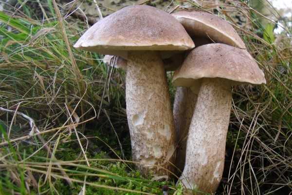 Обабки (грибы): виды