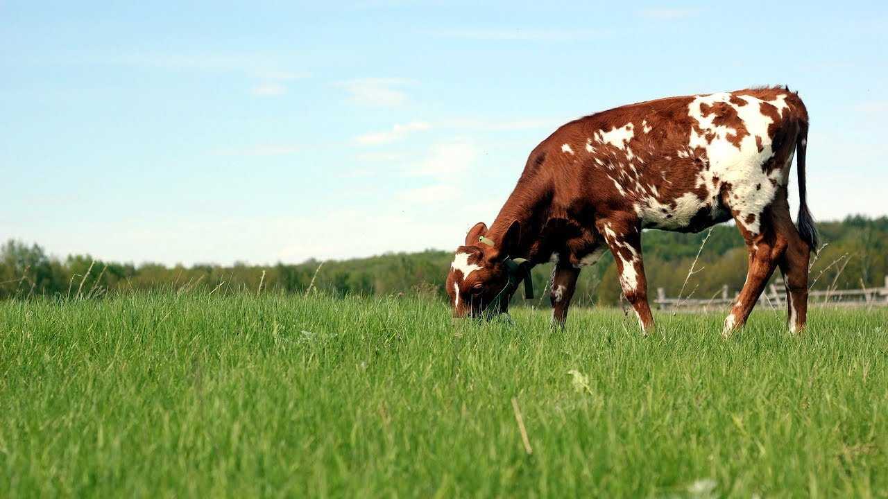 Айрширская порода коров: описание и отзывы, фото и видео
айрширская порода коров: описание и отзывы, фото и видео