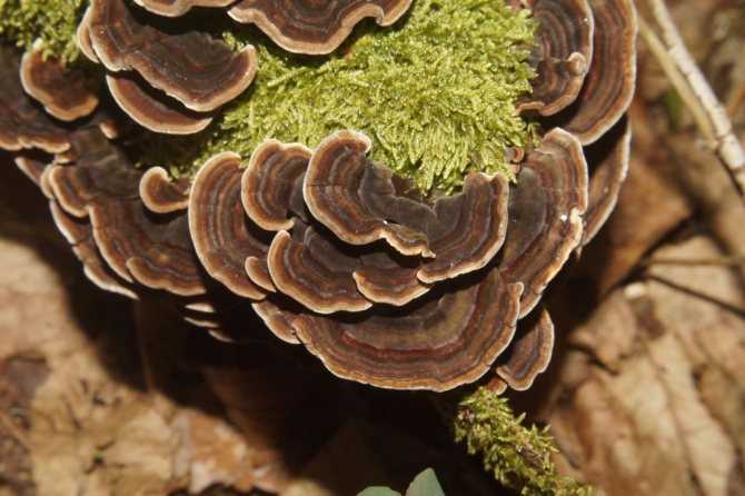 Гриб траметес разноцветный (трамета) или трутовик разноцветный: лечебный гриб 22 века