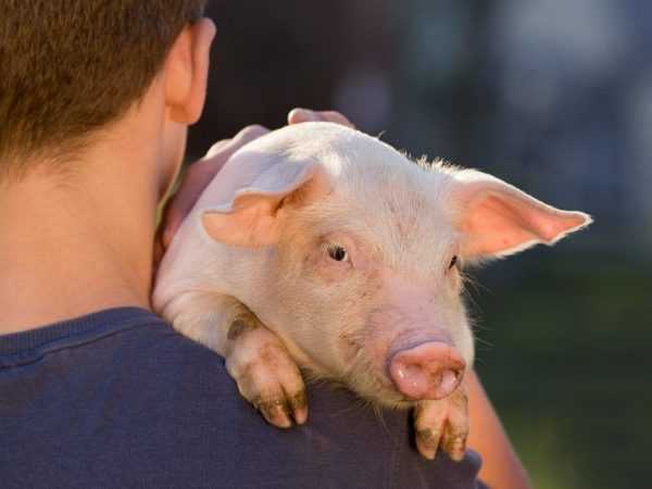 Как узнать вес свиньи?