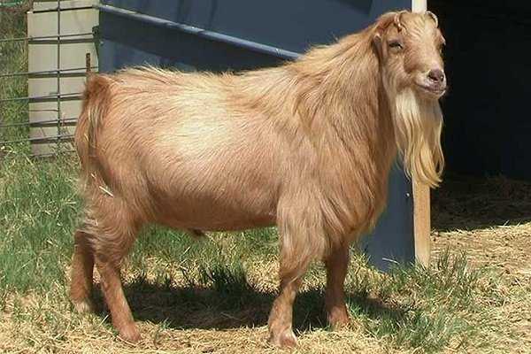 Самые распространенные и популярные породы коз
