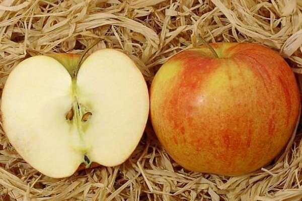 Сорт яблони чемпион: описание, фото