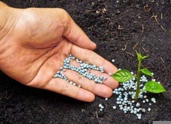 Нитрофоска: состав удобрения, инструкция по применению на огороде и в саду, свойства
