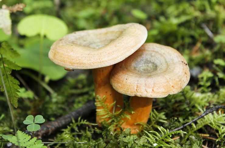 Настоящий рыжик: как узнать в лесу этот грибок, где и как нужно собирать сосновые рыжики, какими ценными свойствами они обладают, как их можно приготовить.