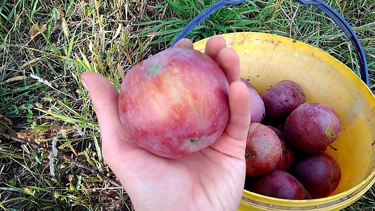 Сорт яблони флорина – описание, фото