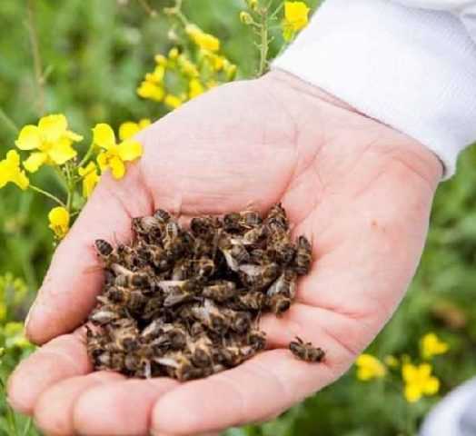 Пчелиный подмор: в чем польза для здоровья, какие противопоказания