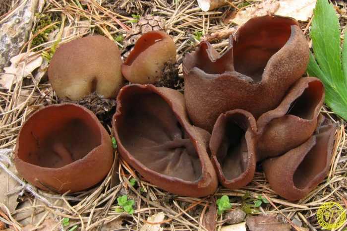 Флоккулярия рикена (floccularia rickenii): как выглядят грибы, где и как растут, съедобны или нет