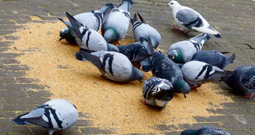 Сколько живут голуби: домашние, городские, дикие