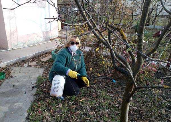 Обработка яблонь медным купоросом весной и осенью: инструкция, как обрабатывать деревья