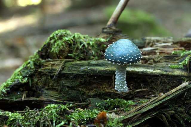 Самые необычные грибы в мире: пальцы дьявола, хвост индейки, эльфова чаша, лесной мозг, сигара дьявола, кровоточащий гриб, описание, где растут