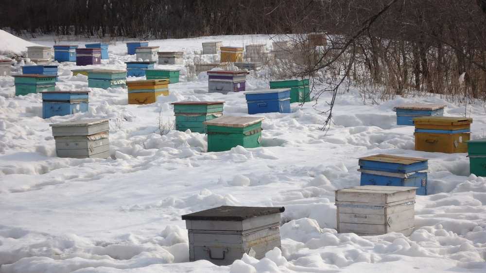 Бивароол: состав, обработка пчел, отзывы пчеловодов