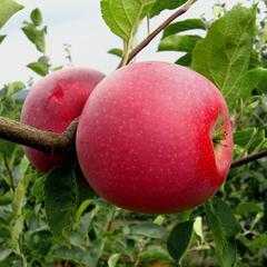 Яблоня чемпион: описание сорта. особенности яблони чемпион
