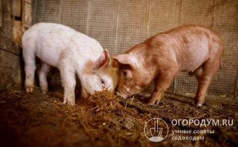 Правила и нормы содержания свиней