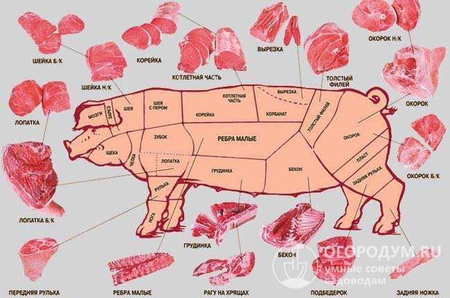 Разделка туши свинины: наиболее распространенные схемы, секреты правильной разделки. Использование различных частей свиньи в кулинарии.