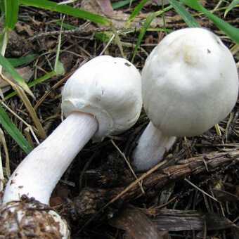 Шампиньоны: как отличить ложный гриб от хорошего, полезные и вредные свойства, применение