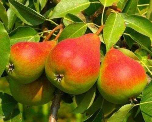 Выращивание яблони и груши: основные правила ухода | cельхозпортал