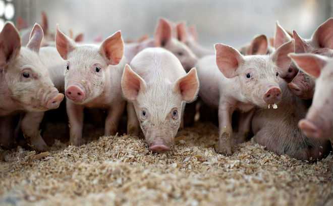 Содержание свиней | несменяемая ферментационная подстилка для свиней и цена на нее