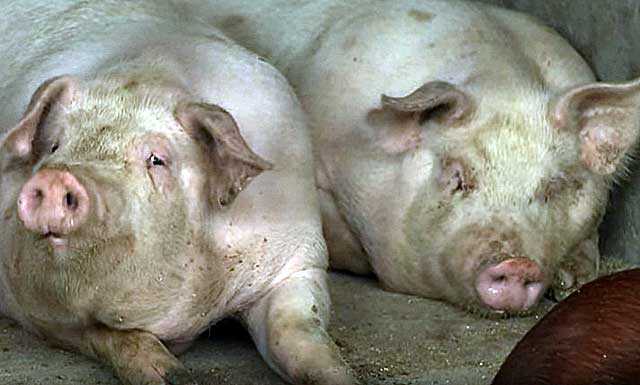 Всё о свинарнике. сарай для свиней своими руками. чертежи, фото и видео