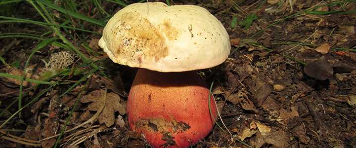 Почему чернеют белые грузди при засолке, вымачивании и варке; что сделать, чтобы грибы не темнели