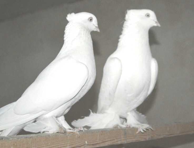 Андижанские голуби: описание аджианцев