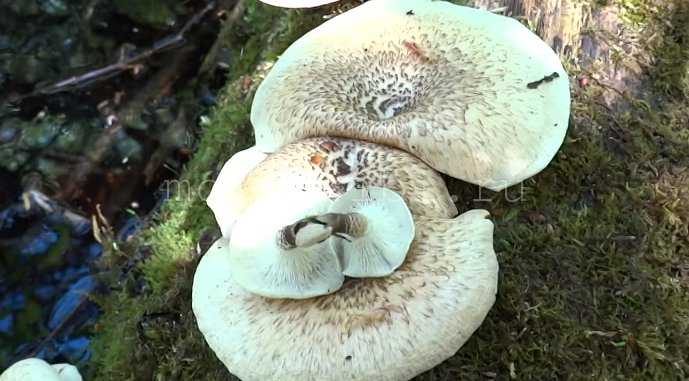 Ложные лесные грибы вешенки: фото, как выглядят ложные вешенки, как их отличить от съедобных