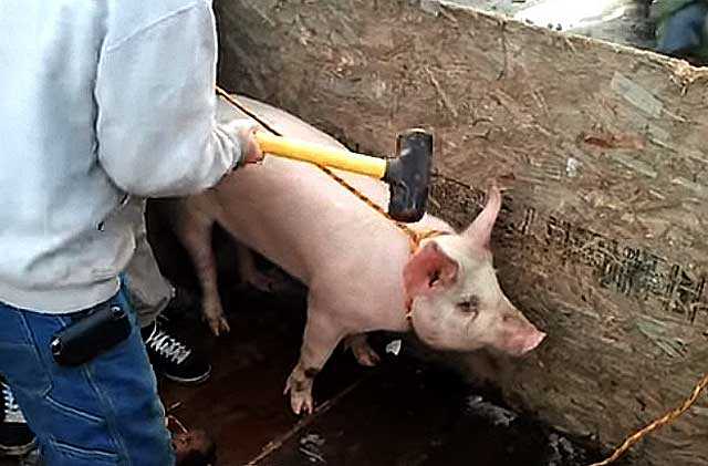 Забой свиней в домашних условиях: эффективные методы забоя и разделки туши