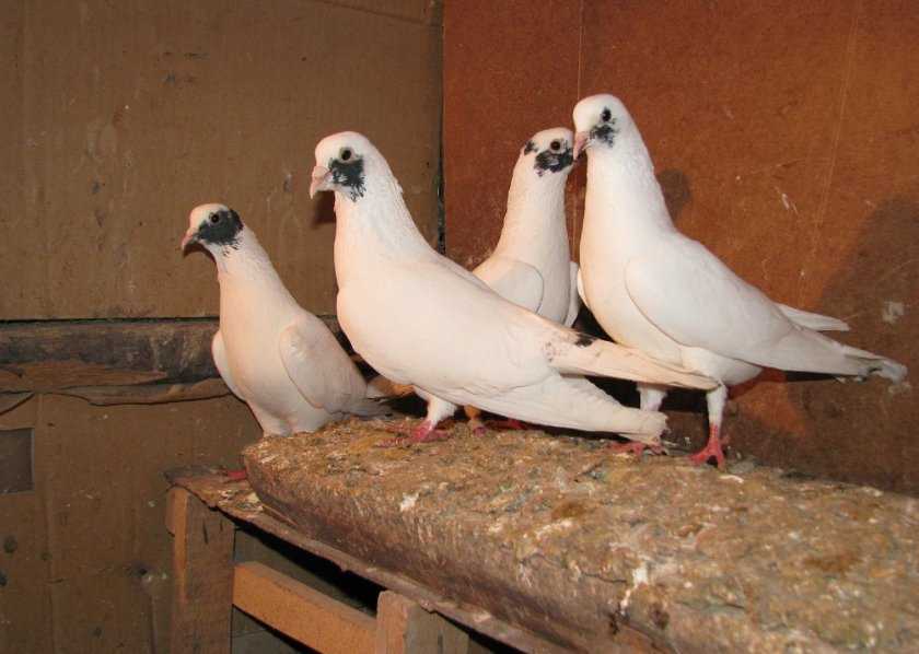 Обзор иранских бойных голубей: их описание, видео и фото