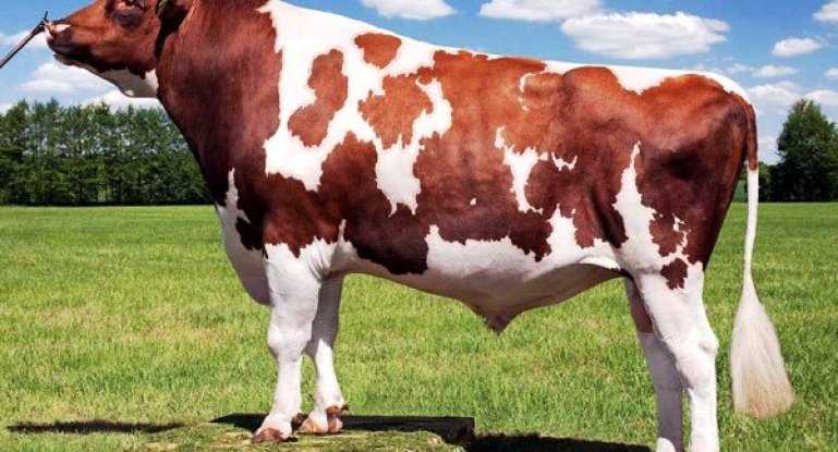Айрширская порода коров: характеристика, плюсы и минусы, фото