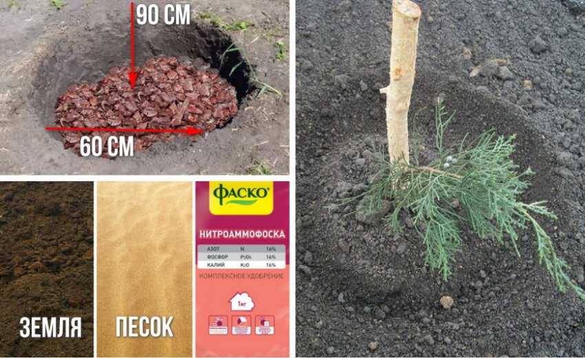 Как вырастить можжевельник из семян? 20 фото особенности его размножения и выращивания в домашних условиях