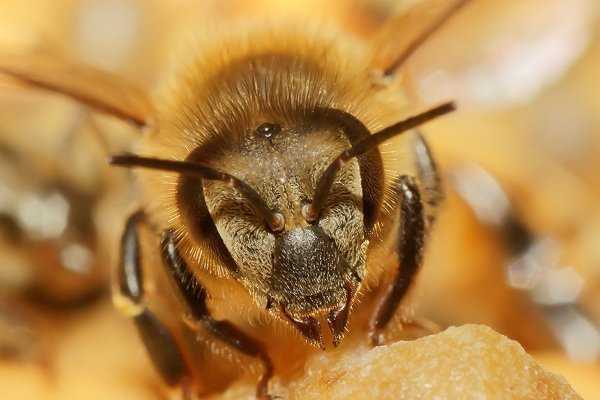 Африканизированные пчелы-убийцы - самые опасные в мире