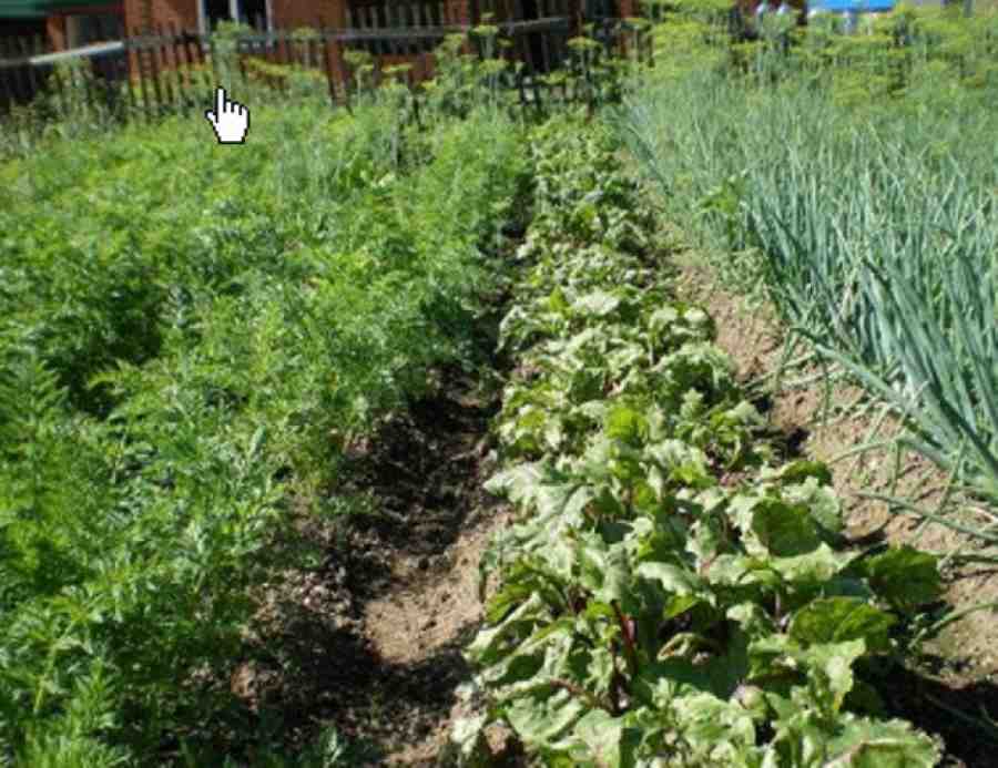 Как обустроить огород по митлайдеру и вырастить по-настоящему богатырские овощи