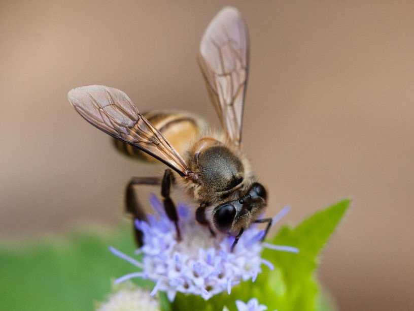 Подкормка пчел в разные периоды сезона. цели и виды подкормок, их приготовление
