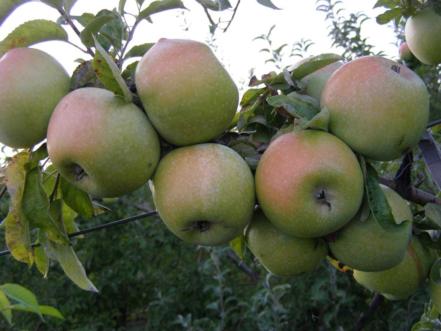 Яблоки "семеренко": описание сорта, фото, отзывы