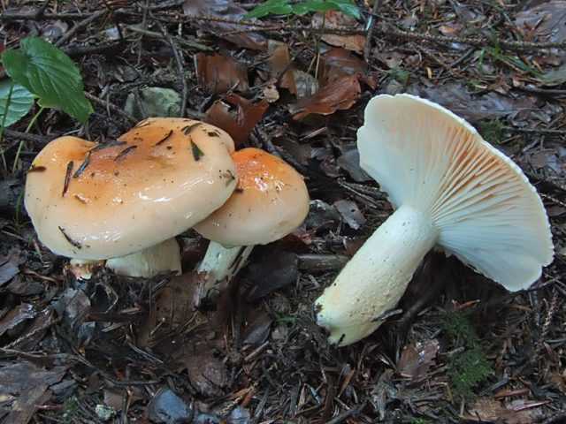 Головач: вкусный и полезный гриб гигантских размеров
